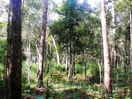 Acacia forest