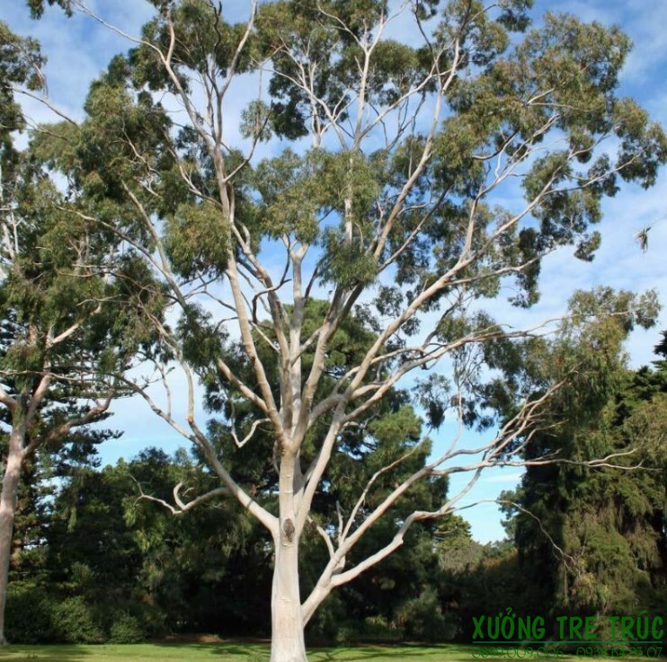 Eucalyptus forest