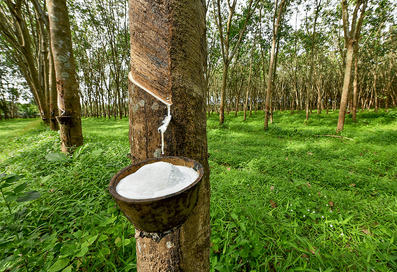 Rubber plantations